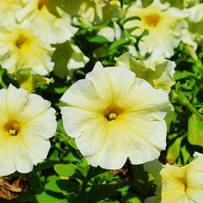 Petunia grandiflora TriTunia™ Yellow