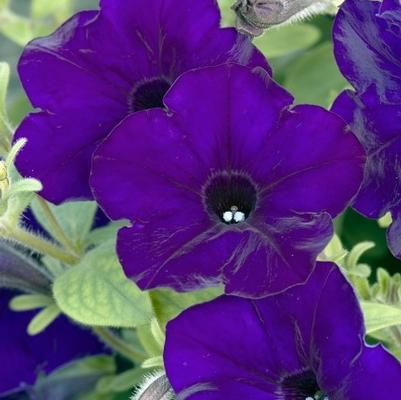 Petunia grandiflora TriTunia™ Midnight Blue