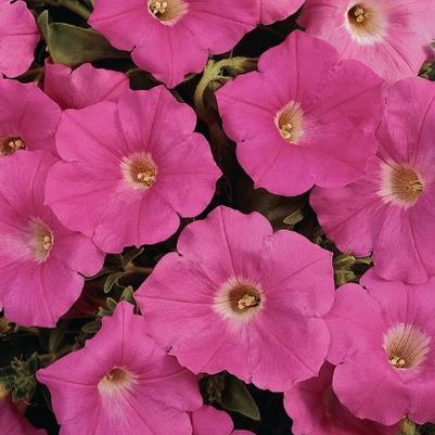 Petunia Easy Wave® Pink