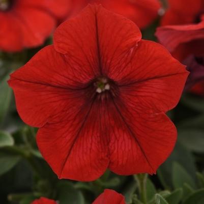 Petunia Easy Wave® Red