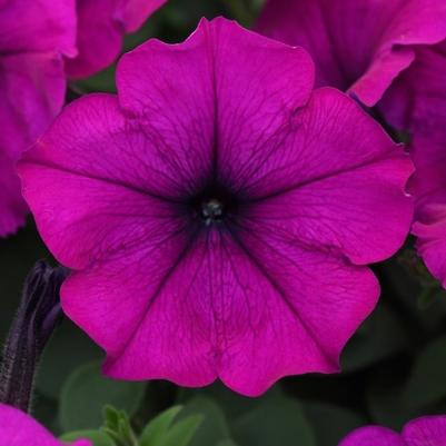 Petunia Easy Wave® Violet