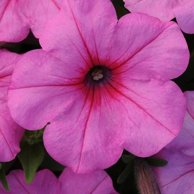 Petunia Easy Wave® Pink Passion