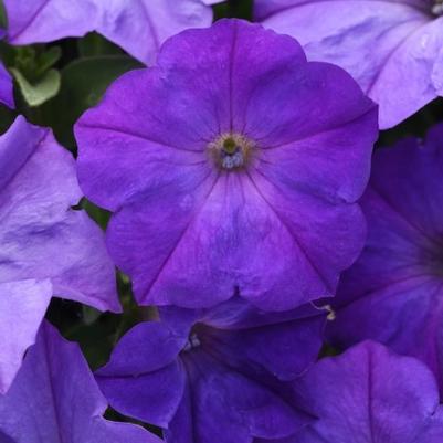 Petunia Easy Wave® Lavender Sky Blue