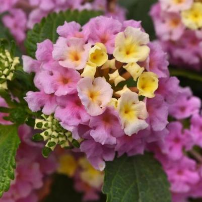 Lantana camara Little Lucky™ Lavender