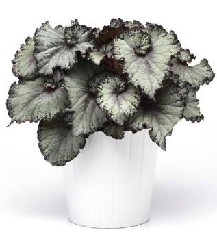 Begonia rex-cultorum Jurassic™ Arctic Twist