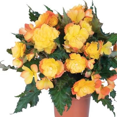 Begonia I'conia® First Kiss Del Sol