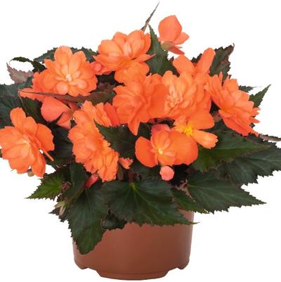 Begonia I'conia® First Kiss Orange