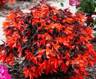 Begonia boliviensis Bossa Nova® Night Fever Papaya