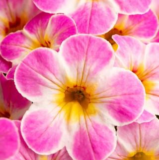 Calibrachoa Lemon Frose