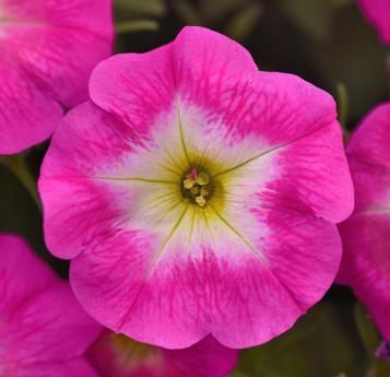 Petunia Easy Wave® Rose Morn