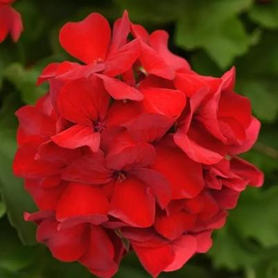 Geraniums Marcada Dark Red