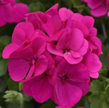 Geraniums Marcada Electric Purple