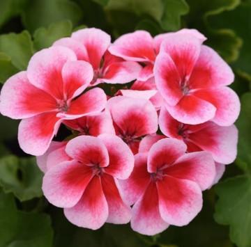 Geraniums Marcada Pink w/Purple Eye