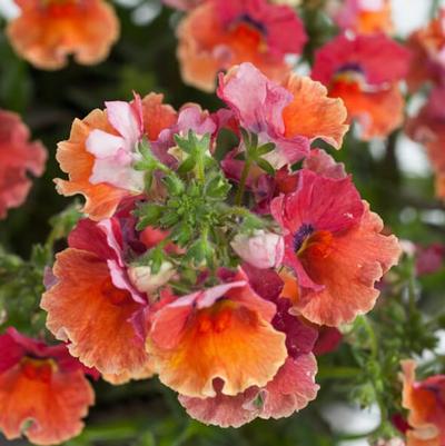 Nemesia fruticans Nesia™ Tropical