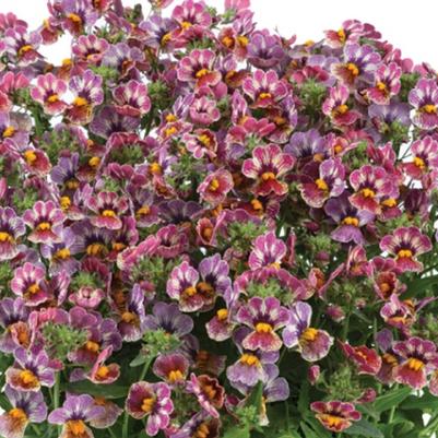 Nemesia fruticans Nesia™ Tutti Frutti