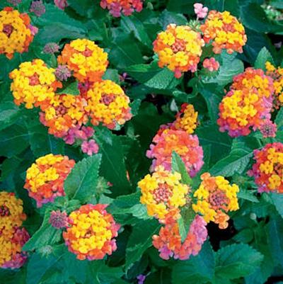 Lantana camara Bandana Cherry Sunrise