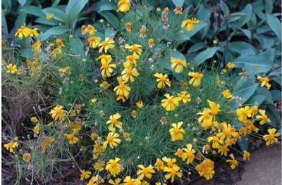 Helenium amarum Dakota Gold