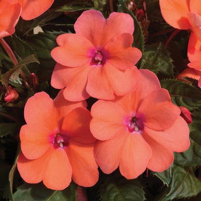 Impatiens SunPatiens® Compact Coral Pink