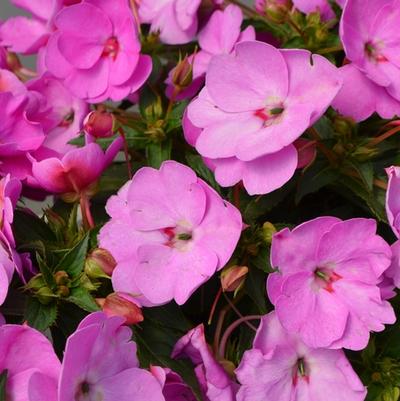 Impatiens hawkerii Sun Harmony® Pink