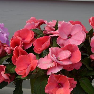 Impatiens hawkerii Sun Harmony® Salmon