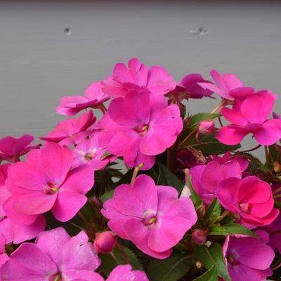 Impatiens hawkerii Sun Harmony® Violet