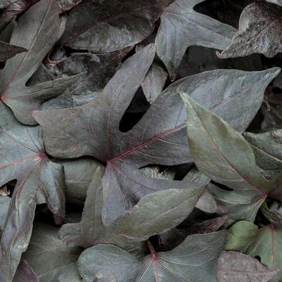 Ipomoea batatas Blackie