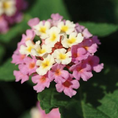 Lantana camara Landmark™ Rose Glow