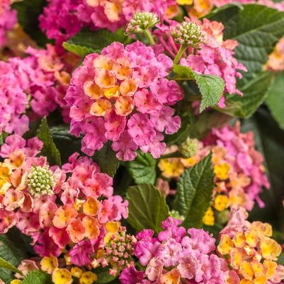 Lantana camara Luscious® Royale Cosmo