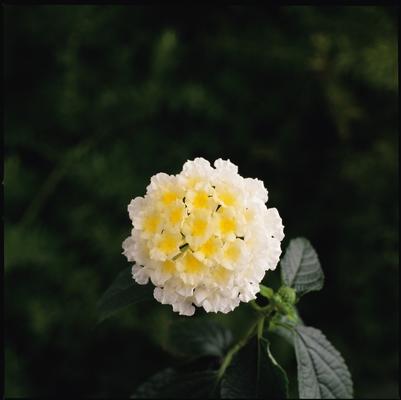 Lantana camara Landmark™ White Improved