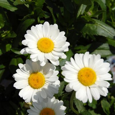 Leucanthemum x superbum Darling Daisy