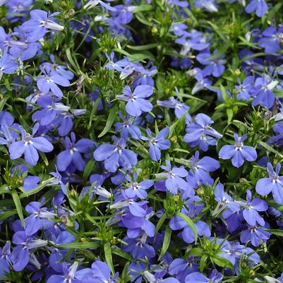 Lobelia erinus Techno® Blue