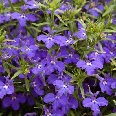 Lobelia erinus Techno® Dark Blue