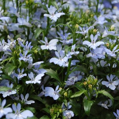 Lobelia erinus Techno® Light Blue