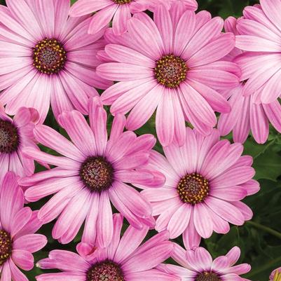 Osteospermum Bright Lights™ Pink