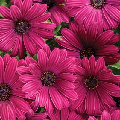 Osteospermum Bright Lights™ Purple