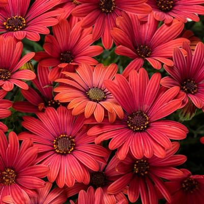 Osteospermum Bright Lights™ Red