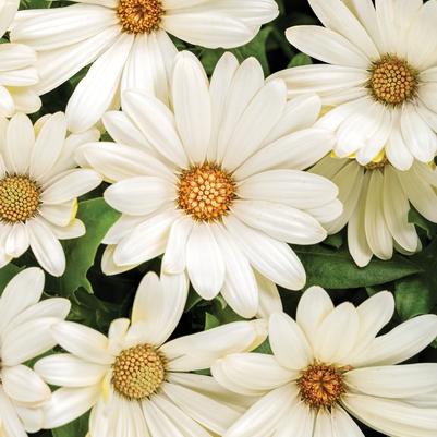 Osteospermum Bright Lights™ White