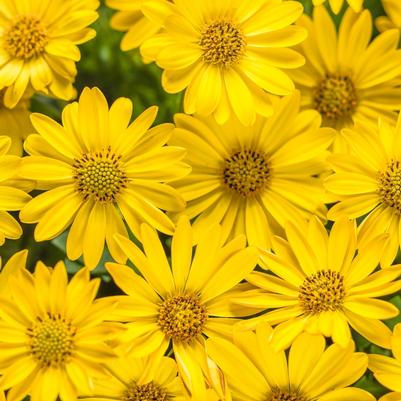 Osteospermum Bright Lights™ Yellow