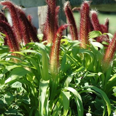 Pennisetum glaucum Jade Princess