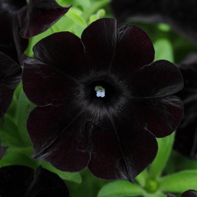 Petunia Black Magic