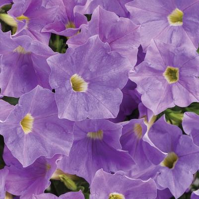 Petunia Supertunia® Blue Skies