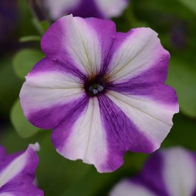 Petunia Headliner™ Blueberry Swirl