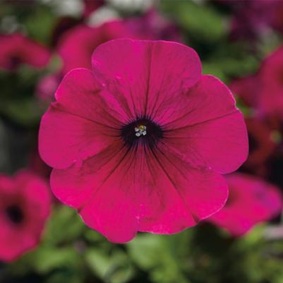 Petunia Sanguna® Purple