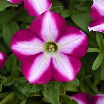 Petunia Headliner™ Raspberry Swirl