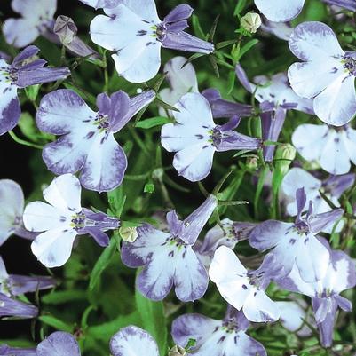 Lobelia erinus Riviera Blue Splash