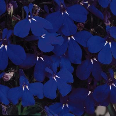 Lobelia erinus Riviera Midnight Blue