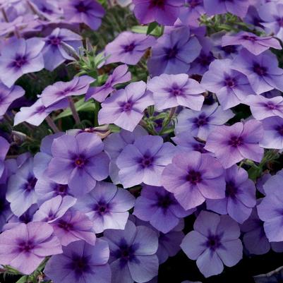 Phlox Intensia® Blueberry