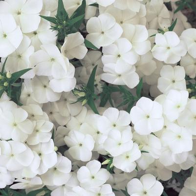 Phlox Intensia® White