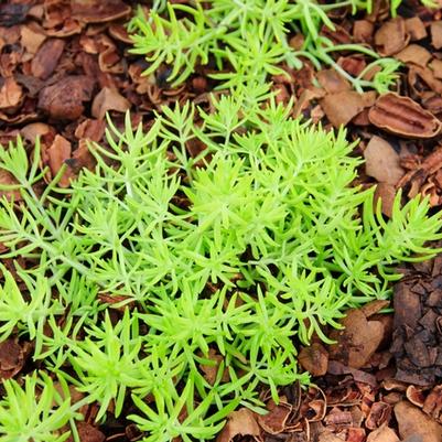 Sedum mexicanum Lemon Coral®