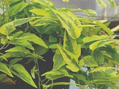 Solanum jasminoides Variegata